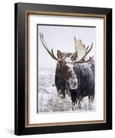 Bull Moose Covered in Snow-Mike Cavaroc-Framed Photographic Print