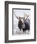 Bull Moose Covered in Snow-Mike Cavaroc-Framed Photographic Print