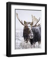 Bull Moose Covered in Snow-Mike Cavaroc-Framed Photographic Print