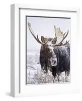 Bull Moose Covered in Snow-Mike Cavaroc-Framed Photographic Print