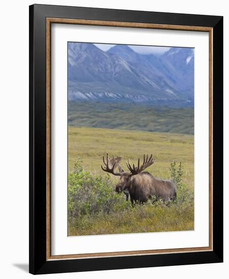 Bull Moose, Denali National Park, Alaska, USA-Hugh Rose-Framed Photographic Print