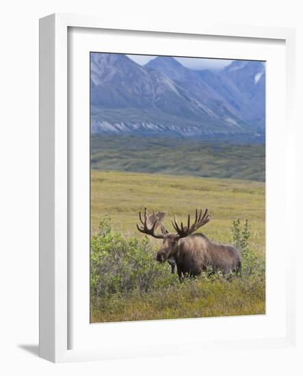 Bull Moose, Denali National Park, Alaska, USA-Hugh Rose-Framed Photographic Print