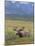 Bull Moose, Denali National Park, Alaska, USA-Hugh Rose-Mounted Photographic Print