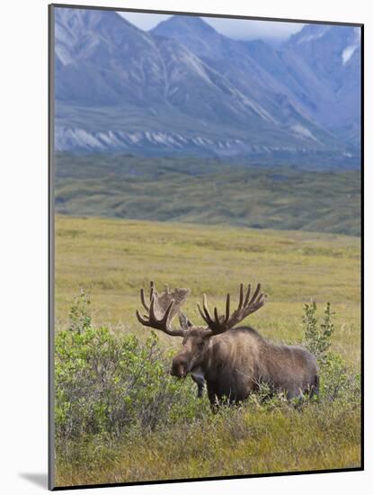 Bull Moose, Denali National Park, Alaska, USA-Hugh Rose-Mounted Photographic Print