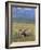 Bull Moose, Denali National Park, Alaska, USA-Hugh Rose-Framed Photographic Print