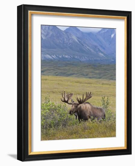 Bull Moose, Denali National Park, Alaska, USA-Hugh Rose-Framed Photographic Print