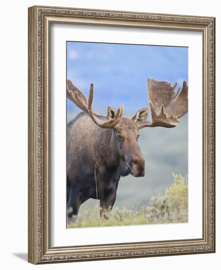 Bull Moose, Denali National Park, Alaska, USA-Hugh Rose-Framed Photographic Print