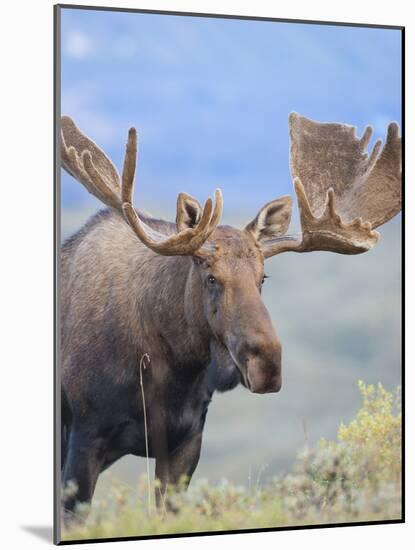 Bull Moose, Denali National Park, Alaska, USA-Hugh Rose-Mounted Photographic Print