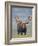 Bull Moose, Denali National Park, Alaska, USA-Hugh Rose-Framed Photographic Print