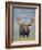 Bull Moose, Denali National Park, Alaska, USA-Hugh Rose-Framed Photographic Print