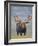 Bull Moose, Denali National Park, Alaska, USA-Hugh Rose-Framed Photographic Print