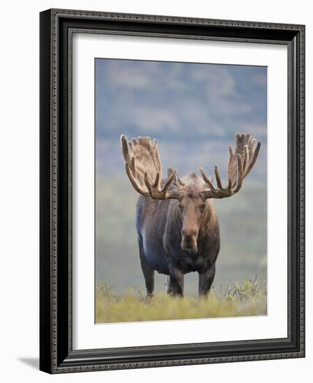 Bull Moose, Denali National Park, Alaska, USA-Hugh Rose-Framed Photographic Print