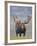 Bull Moose, Denali National Park, Alaska, USA-Hugh Rose-Framed Photographic Print