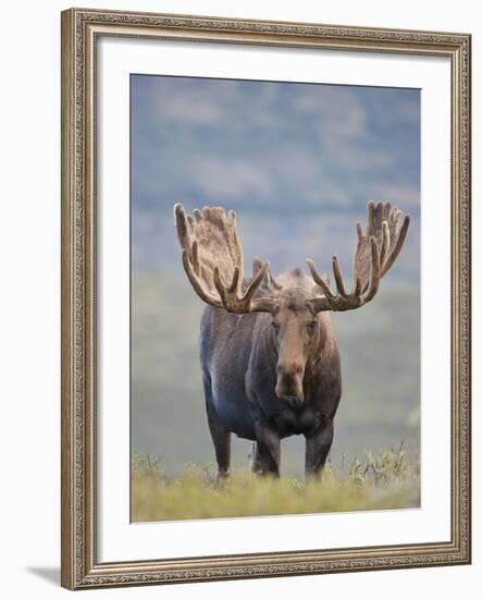 Bull Moose, Denali National Park, Alaska, USA-Hugh Rose-Framed Photographic Print