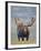 Bull Moose, Denali National Park, Alaska, USA-Hugh Rose-Framed Photographic Print