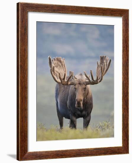 Bull Moose, Denali National Park, Alaska, USA-Hugh Rose-Framed Photographic Print