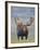 Bull Moose, Denali National Park, Alaska, USA-Hugh Rose-Framed Photographic Print