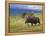 Bull Moose, Denali National Park, Alaska, USA-Hugh Rose-Framed Premier Image Canvas