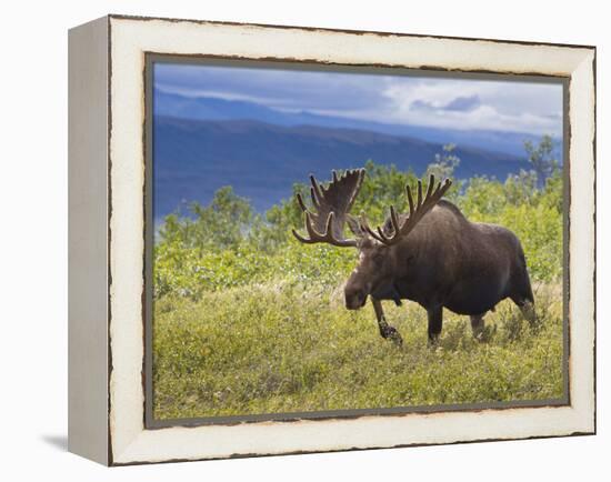 Bull Moose, Denali National Park, Alaska, USA-Hugh Rose-Framed Premier Image Canvas