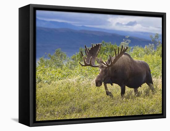 Bull Moose, Denali National Park, Alaska, USA-Hugh Rose-Framed Premier Image Canvas