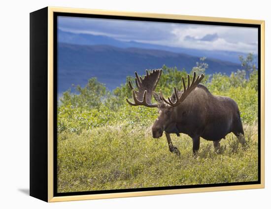 Bull Moose, Denali National Park, Alaska, USA-Hugh Rose-Framed Premier Image Canvas