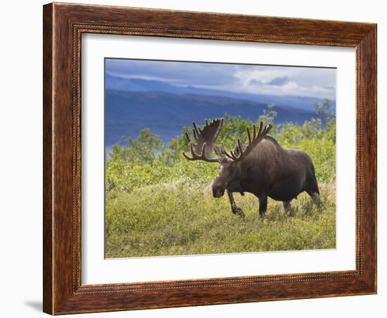 Bull Moose, Denali National Park, Alaska, USA-Hugh Rose-Framed Photographic Print