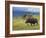 Bull Moose, Denali National Park, Alaska, USA-Hugh Rose-Framed Photographic Print