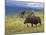 Bull Moose, Denali National Park, Alaska, USA-Hugh Rose-Mounted Photographic Print