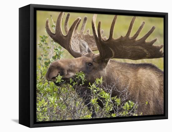 Bull Moose, Denali National Park, Alaska, USA-Hugh Rose-Framed Premier Image Canvas
