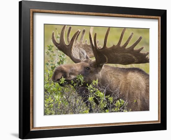 Bull Moose, Denali National Park, Alaska, USA-Hugh Rose-Framed Photographic Print