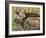 Bull Moose, Denali National Park, Alaska, USA-Hugh Rose-Framed Photographic Print