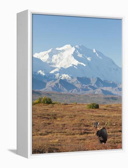 Bull Moose, Denali National Park, Alaska, USA-Hugh Rose-Framed Premier Image Canvas