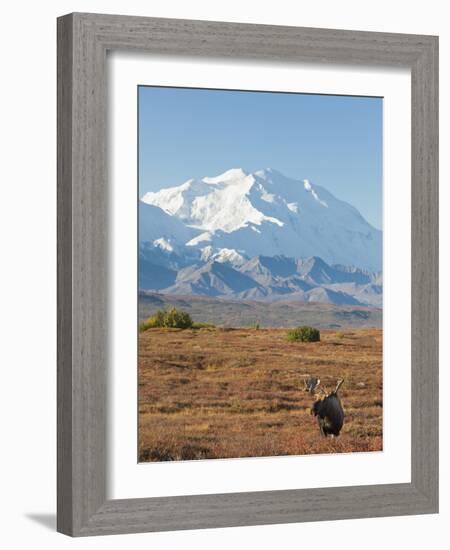 Bull Moose, Denali National Park, Alaska, USA-Hugh Rose-Framed Photographic Print