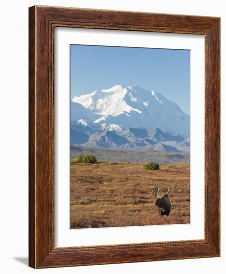 Bull Moose, Denali National Park, Alaska, USA-Hugh Rose-Framed Photographic Print