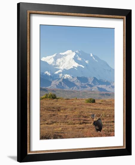 Bull Moose, Denali National Park, Alaska, USA-Hugh Rose-Framed Photographic Print