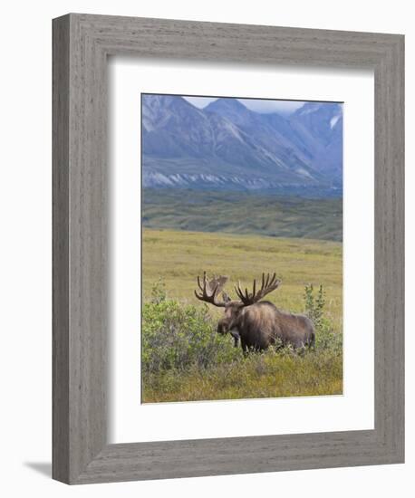 Bull Moose, Denali National Park, Alaska, USA-Hugh Rose-Framed Photographic Print