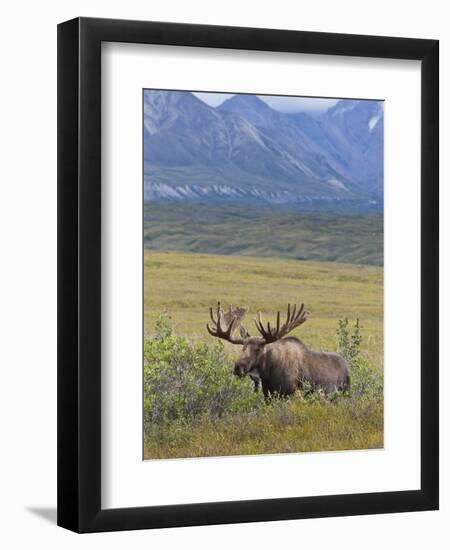 Bull Moose, Denali National Park, Alaska, USA-Hugh Rose-Framed Photographic Print