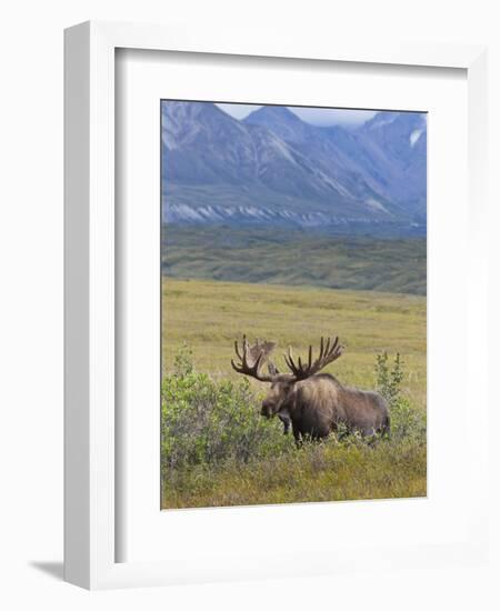 Bull Moose, Denali National Park, Alaska, USA-Hugh Rose-Framed Photographic Print