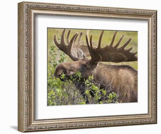 Bull Moose, Denali National Park, Alaska, USA-Hugh Rose-Framed Photographic Print