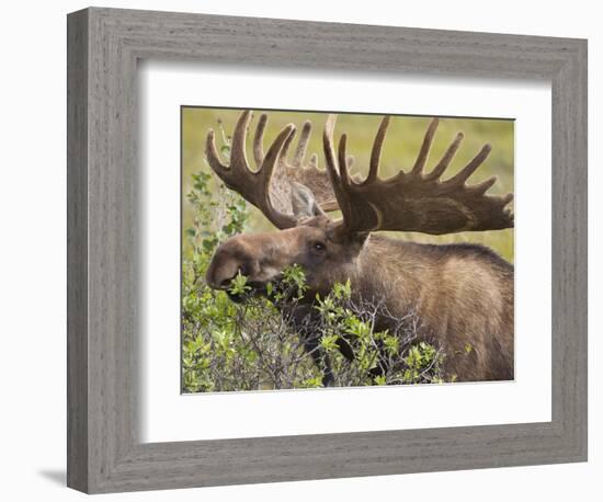 Bull Moose, Denali National Park, Alaska, USA-Hugh Rose-Framed Photographic Print