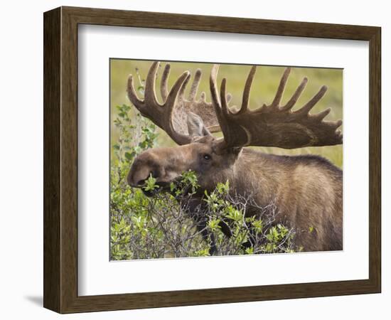 Bull Moose, Denali National Park, Alaska, USA-Hugh Rose-Framed Photographic Print