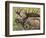 Bull Moose, Denali National Park, Alaska, USA-Hugh Rose-Framed Photographic Print