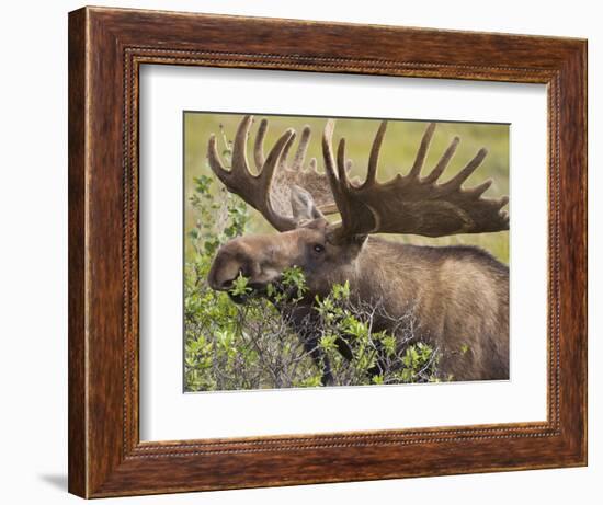 Bull Moose, Denali National Park, Alaska, USA-Hugh Rose-Framed Photographic Print