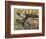 Bull Moose, Denali National Park, Alaska, USA-Hugh Rose-Framed Photographic Print