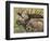 Bull Moose, Denali National Park, Alaska, USA-Hugh Rose-Framed Photographic Print