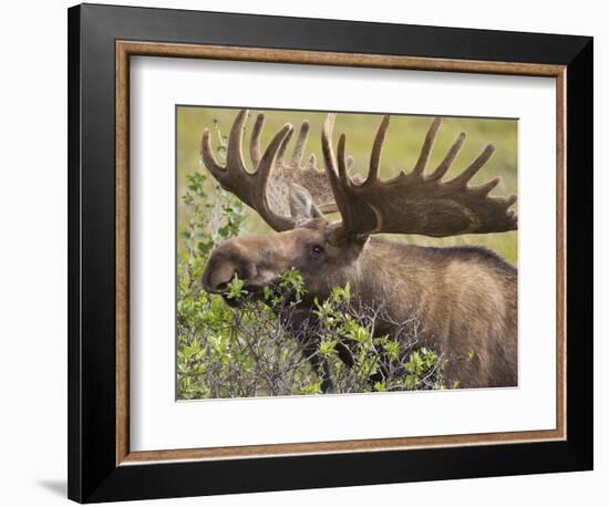 Bull Moose, Denali National Park, Alaska, USA-Hugh Rose-Framed Photographic Print