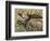 Bull Moose, Denali National Park, Alaska, USA-Hugh Rose-Framed Photographic Print