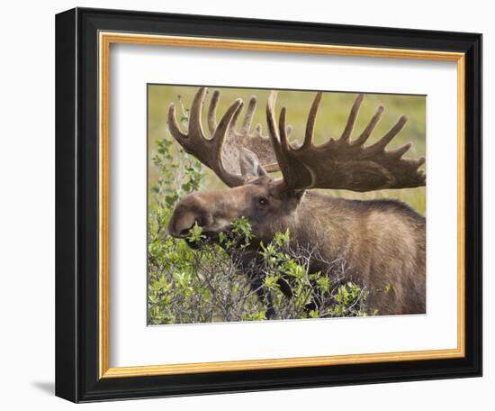 Bull Moose, Denali National Park, Alaska, USA-Hugh Rose-Framed Photographic Print