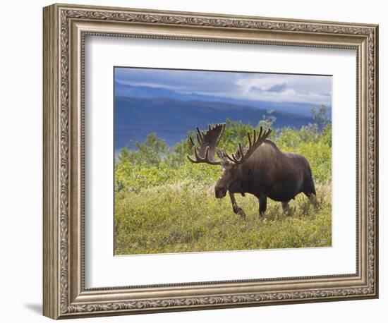 Bull Moose, Denali National Park, Alaska, USA-Hugh Rose-Framed Photographic Print