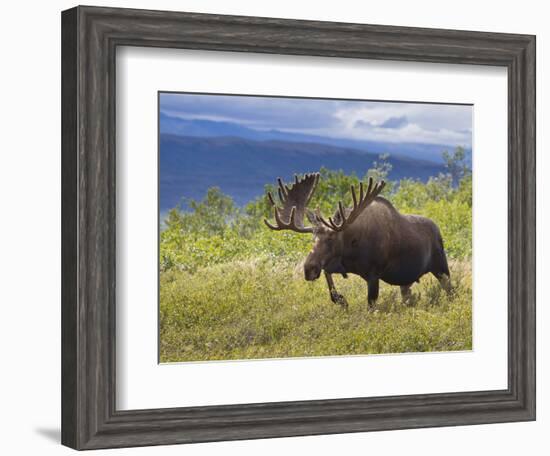 Bull Moose, Denali National Park, Alaska, USA-Hugh Rose-Framed Photographic Print